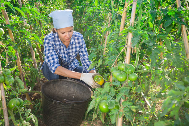 Farmers Are Better Than Teachers